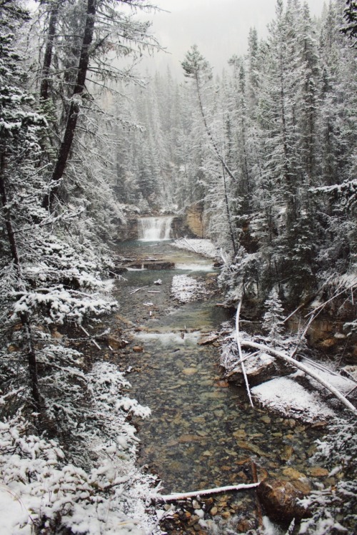 matchbox-mouse:River in the woods, Alberta.