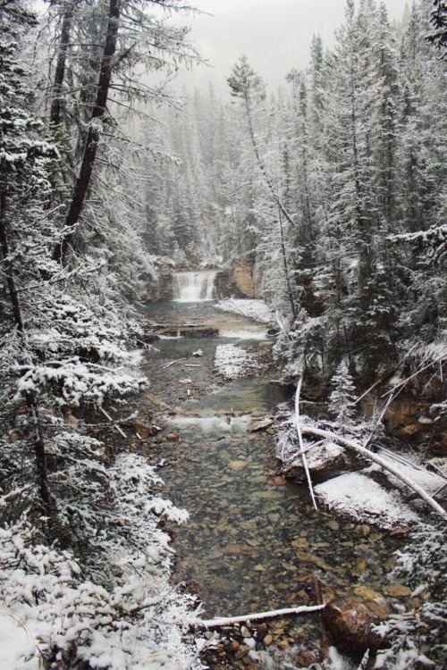 matchbox-mouse - River in the woods, Alberta.