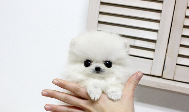 jolieux:  Not my photo but fucking cute all the same