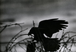 likeafieldmouse:  Masahisa Fukase - The Solitude of Ravens (1975-6)