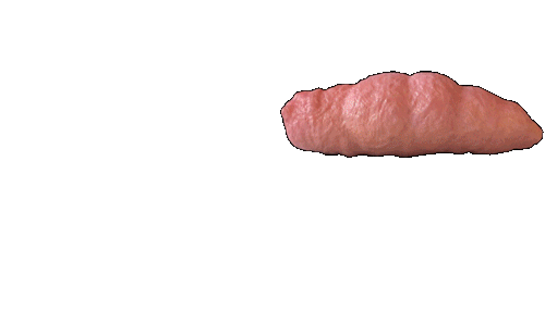 fruitsoftheweb:Slug Houdini Compressed“A finite element slug, with finite maggots inside. Big 