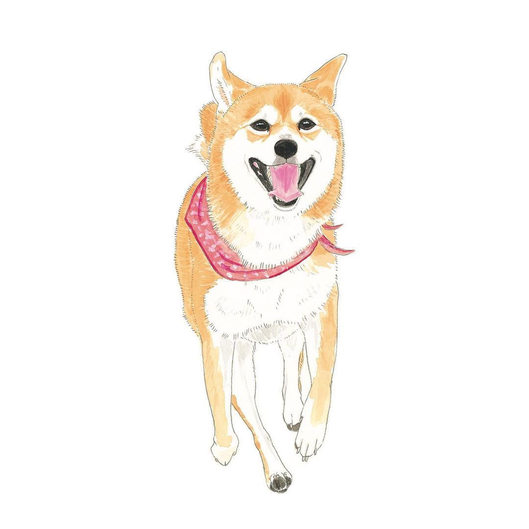 Takako Ide Illustration 柴犬の嬉しそうな笑顔を見ると こちらまで笑顔になります Model こむぎちゃん