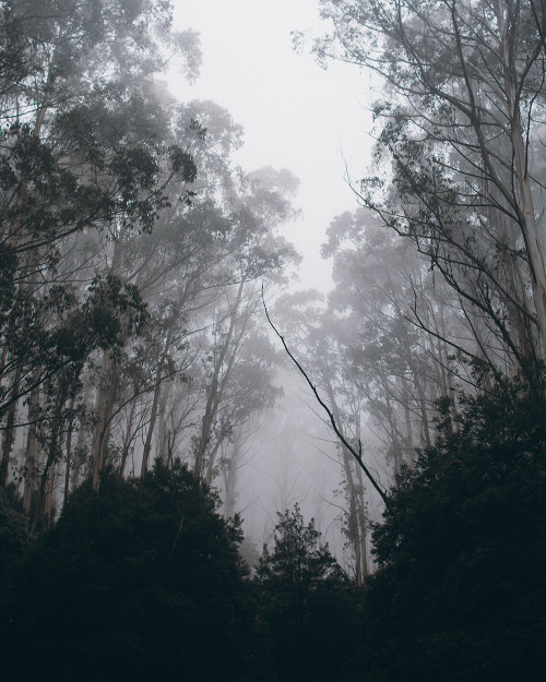 hullocolin:Dandenong Ranges National Park, AustraliaInstagram | Tumblr | Website | Shop | Etsy