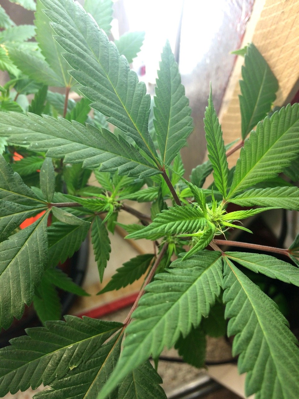 Male marijuana plants early flowering stage for