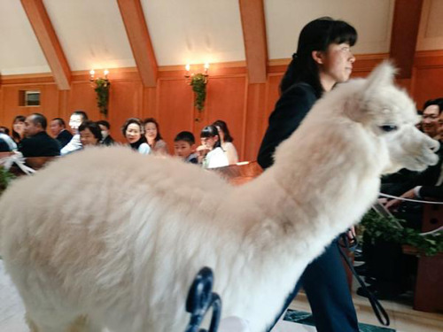 Sex boredpanda:    This Wedding Hall In Japan pictures