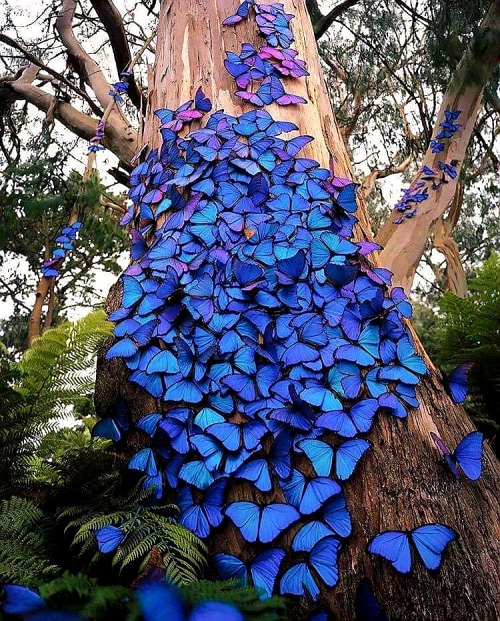 sixpenceee:   This is interesting as fuck…. blue is the most rarely occurring  pigment on our planet. These blue morpho butterflies 🦋 do not have a  single pigment of blue in their wings. The microscopic structures of  their wings filter out all