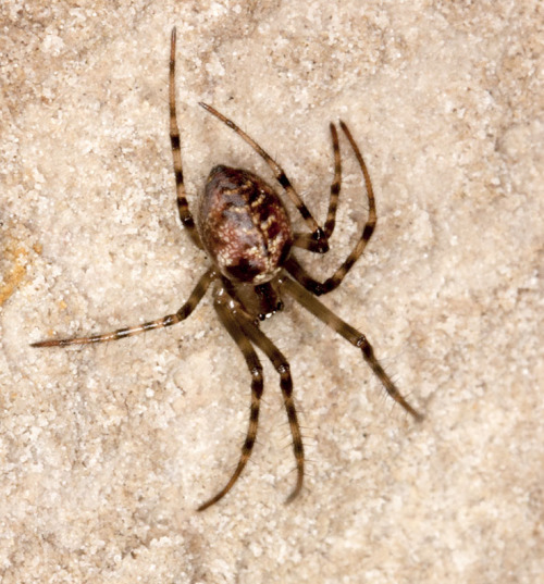 Cave Spider, Meta merianae. Female.