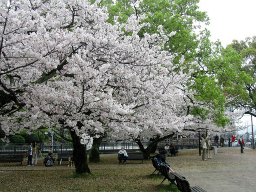 minuga-hana:Japan. Nagasaki. Cherry blossom. Known in Japan as Sakura                         by Ann