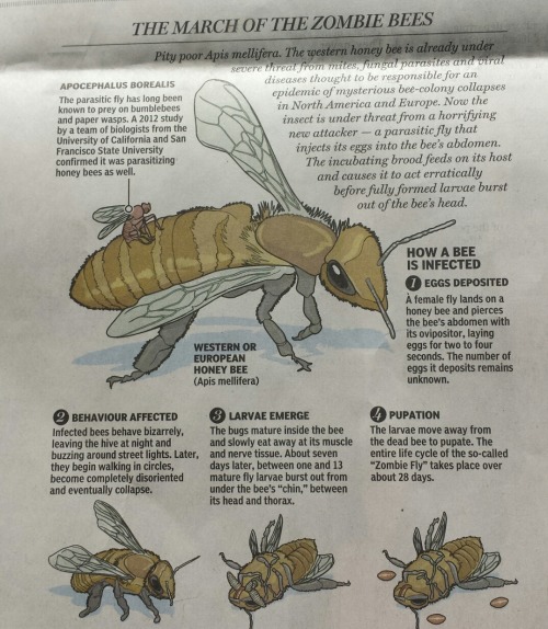 biodiverseed:Some Western Honeybee news in the National Post (13/10/2015)