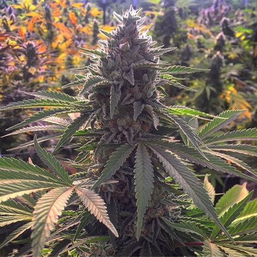weedporndaily:  #cherrysherbertvia californiagrowersguild