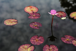 fuckyeahjapanandkorea:water lotus by HDH.Lucas