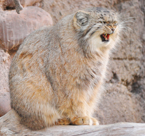 ccaracal:Pallas Cat, SLC Zoo (by I Blinked)