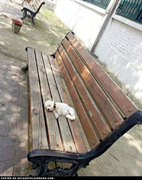 aplacetolovedogs:  Puppy Needed A BreakTired puppy  This adorable little puppy needed