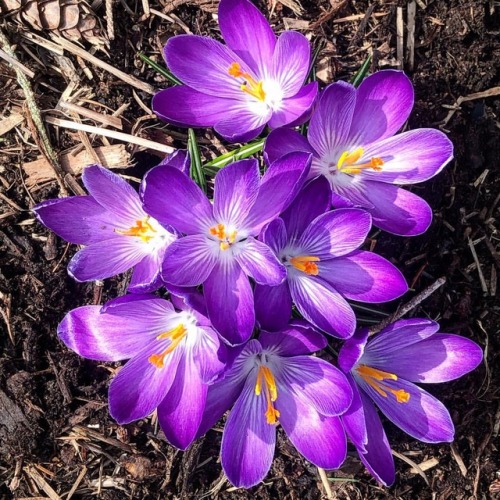 The seasons are turning Thank you God! Love Crocus. #firstsignofspring #crocuses #homemadefoodjunkie