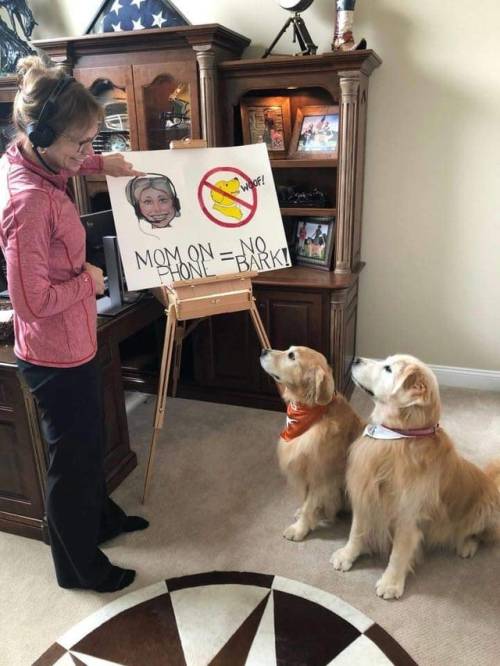 somecutething:Trying the teach the dogs some manners! (via Wircho)