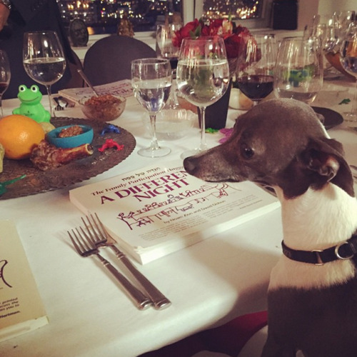 daisysactuallyjewish: pvq: master post of dogs celebrating passover The only Pesach photo set that m