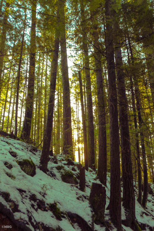 Lynn Canyon. North Vancouver