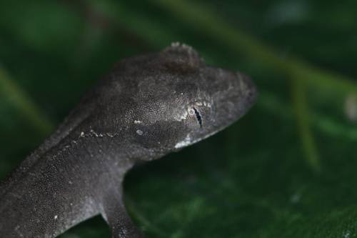 redriyo: Axanthic Crested Geckos finally hatched!We are incredibly proud and pleased to announce tha