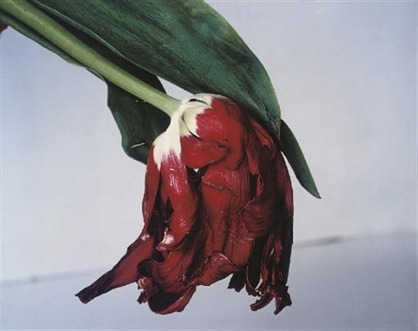 tremendousandsonorouswords:Nobuyoshi Araki, Flower Stem, 1990