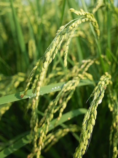 livinginjapan:  Rice plant in a morning 