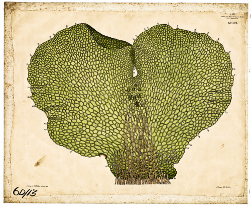 Dodel-Port Atlas, wall charts of Prothallus / Gametophyte and Pteridophyte, late 19th century. Switz