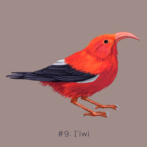 100 Weird Birds: Day 9The I’iwi for day 9 of my 100 Weird Birds project. The I’iwi is th