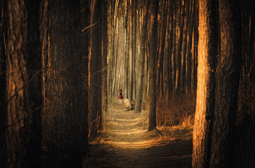 Little Red Riding Hood and a thick forest by Vit
