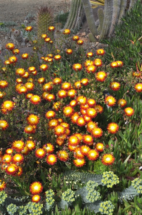 ruthbancroftgarden:When it comes to a blaze of color, it is hard to beat Drosanthemum. The prostrate