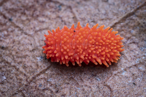 onenicebugperday: Red short-legged springtails, Caledonimeria mirabilis, subfamily Neanurinae, order