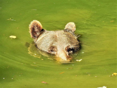 boudhabar:by Peter Bachalligator