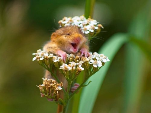 A baby dormouse laughing on a yarrow flower.