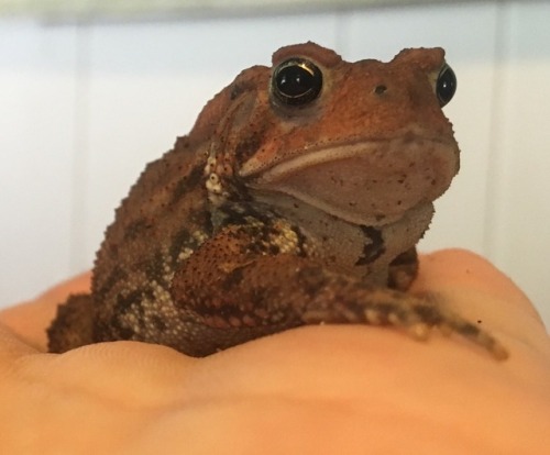 spurtofblood: toadlysons: beautiful russet a fine son