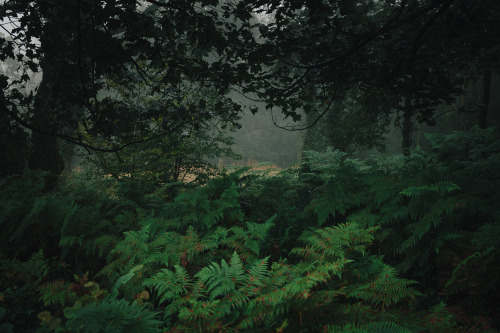 ardley:Quantock Forests, SomersetPhotographed by Freddie Ardley | website | instagram