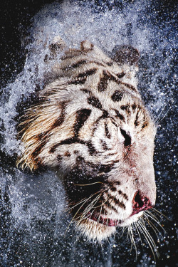 italian-luxury:  White Tiger Cleansing by