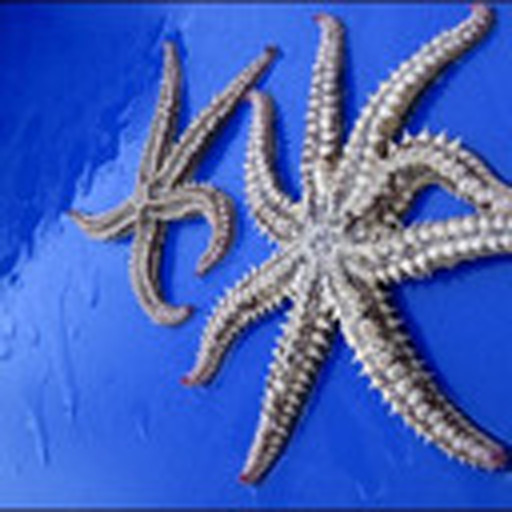 Pedrosentinela