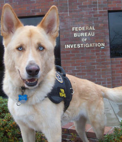 fantastico-extravaganza:  shemhazaile:  s00005aa55yah:  open up its the fbi  this dog looks like ryan gosling   i don’t know how i see it but i see it 