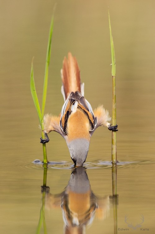 fuckyeabirds:  Bearded Reedling 