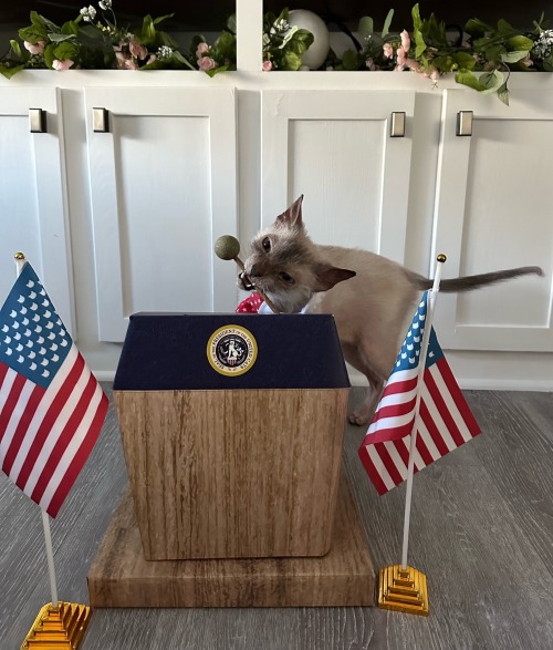Is Pickles Old Enough In Cat Years To Be Eligible To Run For President