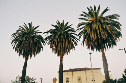 stephtakespics:  Los Angeles and palm trees  