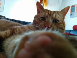 duderedcat:  Selfie. 