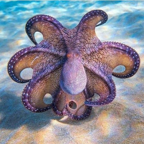 apolonisaphrodisia:Beautiful pics of Octopus Ocean Preservation