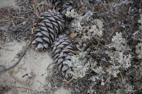 High Desert Details: Skunkbush Sumac, Crustose Lichen, Limber Pine Cones and Sagebrush. Pure Wyoming