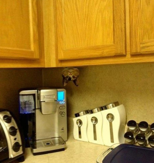 fatbodypolitics: klingondays: meowoofau: 13 cats failing at hide and seek As good as cats think t