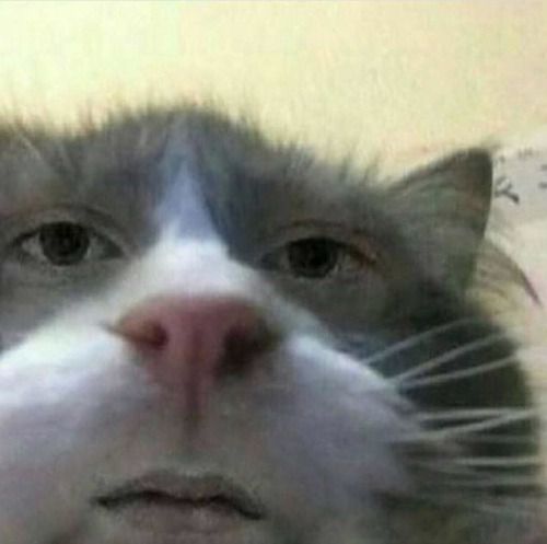 I Showed You My Cats Pls Respond