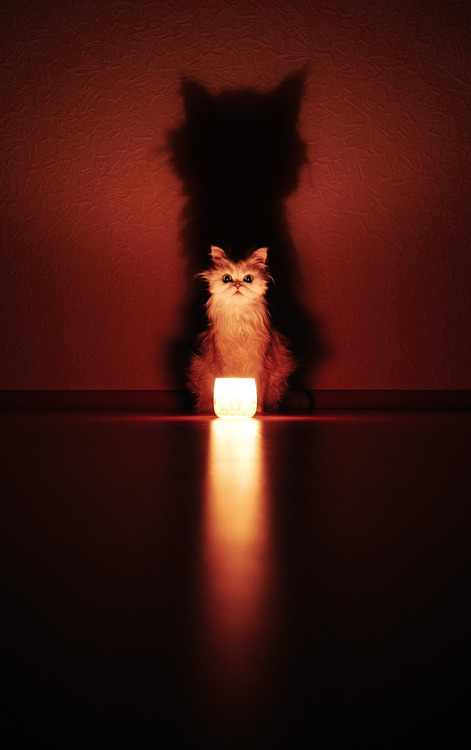 emanantfeminine:I want this cat to tell me ghost stories