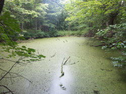furything:  algae pond
