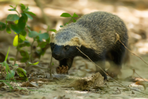 The Lesser Grison (Galictis Cuja) Is A Species Of Mustelid From South America. Lesser Grisons Have A