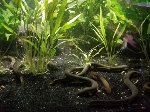 crazyfishmaiden:Just a few random snapshots after I added some black worms to my tanks. Got some ver