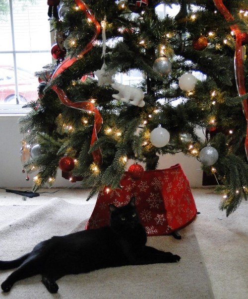Purrsia under the tree. It’s his favorite napping spot!(submitted by @kindnessiseternal)