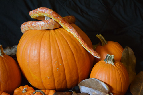 scalestails: Charlie is the best model! I decided to get some fall photos of the critters.